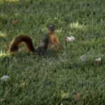 Rusty-3